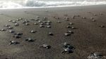 Pelepasan Ratusan Tukik di Pantai Marina Boom Banyuwangi
