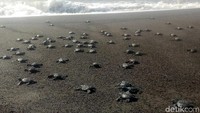 Secara bersamaan, tukik-tukik itu dilepasliarkan. Seperti perlombaan, mereka secepatnya mencari bibir pantai dan selanjutnya berenang disela ombak yang kencang.