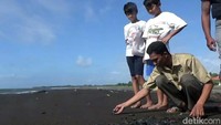 Pelepasan tukik dilakukan oleh Banyuwangi Sea Turtle Foundation (BSTF).