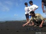 Pelepasan Ratusan Tukik di Pantai Marina Boom Banyuwangi
