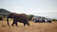 Dalam program pengujian yang unik. Land Rover Defender terbaru dikemudikan oleh para operator dari Tusk, sebuah inisiatif Afrika yang berfokus pada konservasi hewan di seluruh Kenya. Foto: Dok. Land Rover