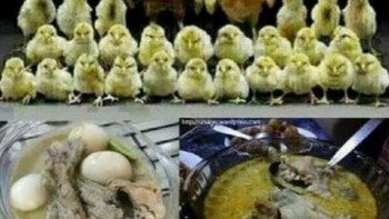 Keluarga ayam rela berkorban. Foto: Internet