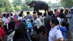 Pengunjung Padati Ragunan