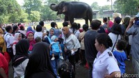 Kandang gajah menjadi favorit pengunjung.