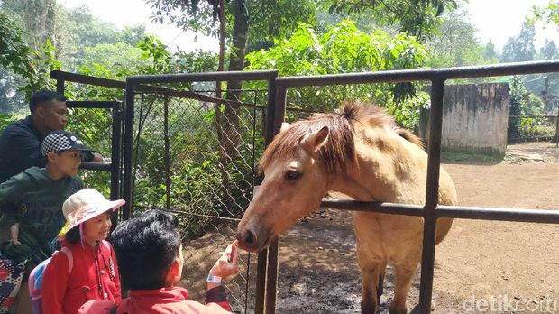Libur Lebaran, Wisatawan Sesaki Kebun Binatang Bandung