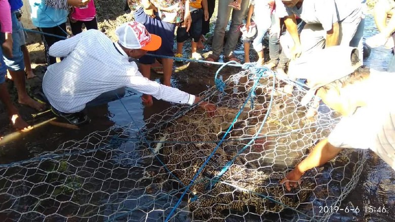BKSDA Diminta Segera Evakuasi Buaya yang Ditangkap Warga di Sumbawa BKSDA Diminta Segera Evakuasi Buaya yang Ditangkap Warga di Sumbawa