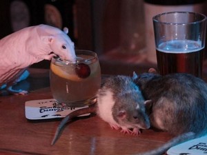 Bayar Rp 700 Ribu Kamu Bisa Main dan Minum dengan Tikus di Kafe Ini