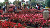 Jenis bunga lain yang ada di sini meliputi Celosia, Melampodium, Impatiens, Salvia, dan juga Geranium. Udaranya sejuk dan segar. (Yudha Maulana/detikcom)