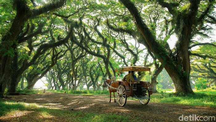 Hutan “Lord of The Rings”