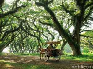 Banyuwangi Ancang-ancang Sambut Wisata Saat New Normal