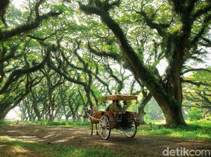 Banyuwangi Ancang-ancang Sambut Wisata Saat New Normal