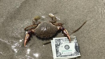 Mr. Crab, itukah dirimu? (Foto: Boredpanda.com)