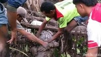 Kegembiraan warga dalam perayaan Hari Raya Idul Fitri tak kalah menarik dengan adanya penangkapan buaya di Perairan Molong dekat dengan Pantai Batu Pampang, Desa Emang Lestari, Kecamatan Lunyuk (Harianto/detikcom)