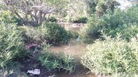 Rencanaya daerah ini akan dijadikan tempat penangkaran buaya untuk wisata (Harianto/detikcom)