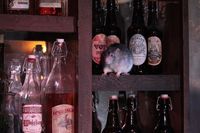 Bayar Rp 700 Ribu Kamu Bisa Main dan Minum dengan Tikus di Kafe Ini