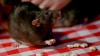 Bayar Rp 700 Ribu Kamu Bisa Main dan Minum dengan Tikus di Kafe Ini