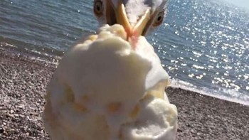 Kena sambar deh es krimnya! (Foto: Boredpanda.com)