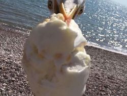 Cekrek! Foto-foto Kocak Hasil Jepretan pada Momen Tepat