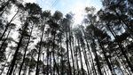Yuk Wisata ke Puncak Lawang Sumbar