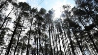 Selain itu, di tempat ini juga terdapat hutan pinus yang menambah keasrian Puncak Lawang.