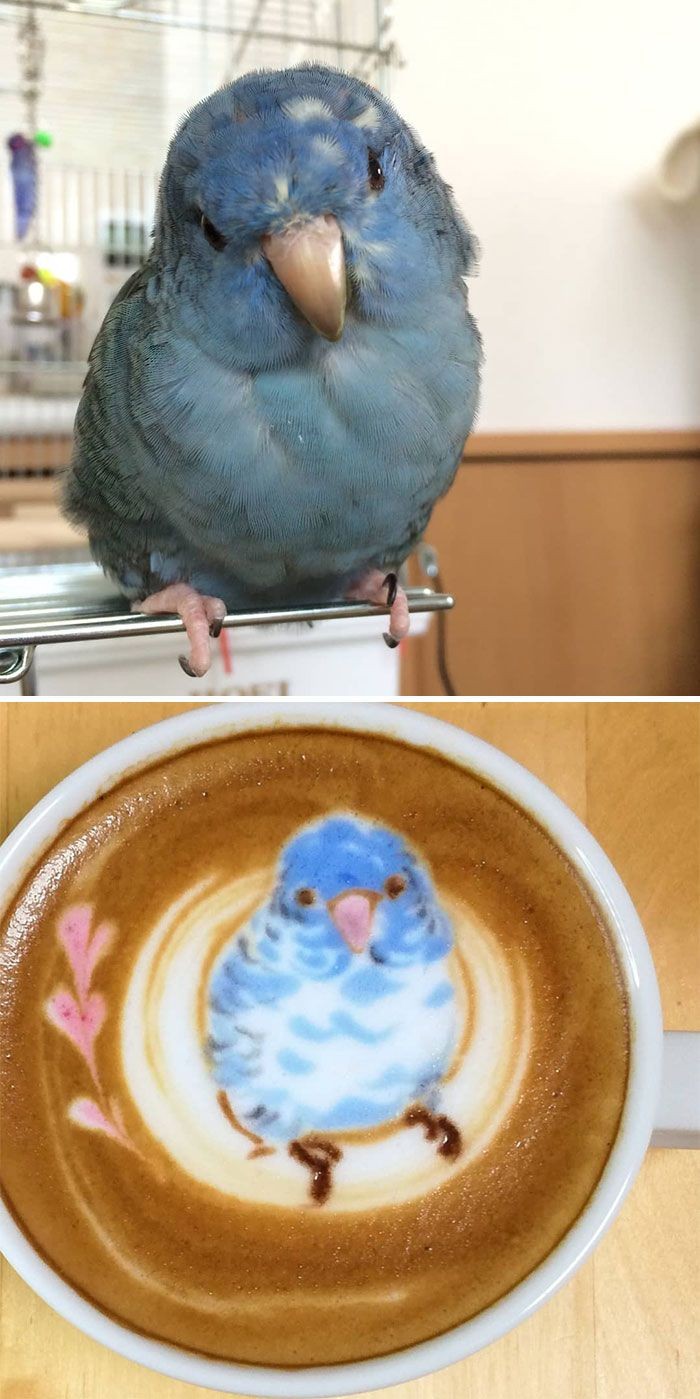 Cantiknya Kopi Berhias Latte Art Burung Warna Warni Karya Barista