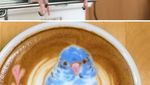 Cantiknya Kopi Berhias Latte Art Burung Warna-warni Karya Barista Jepang!