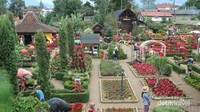 Selain kebun bunga, di destinasi ini juga ada ladang sayuran dan cafe. Tak cuma pengunjung dari luar daerah saja, turis dari Malaysia juga liburan ke sini lho. (Nfadils/dtraveler)