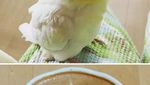 Cantiknya Kopi Berhias Latte Art Burung Warna-warni Karya Barista Jepang!