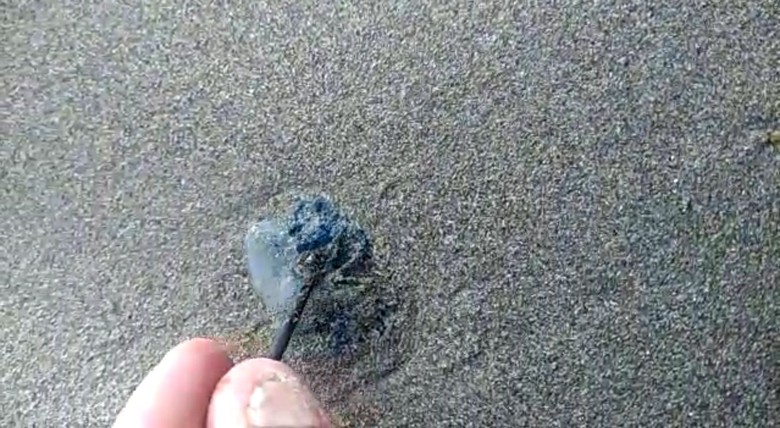 11 Pengunjung Pantai di Sukabumi Tersengat Ubur-ubur 11 Pengunjung Pantai di Sukabumi Tersengat Ubur-ubur