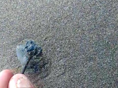 Ada Ubur-ubur, Petugas Imbau Warga Tak Berenang di Pantai Sukabumi