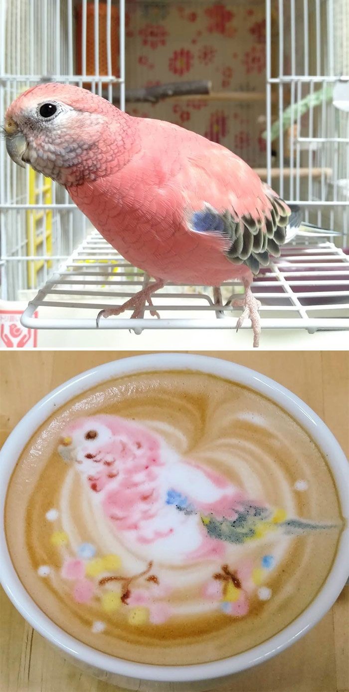 Cantiknya Kopi Berhias Latte Art Burung Warna Warni Karya Barista