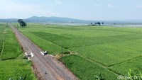 Areal persawahan yang membentang di tepi Jalur Lingkar Ambarawa (JLA) memanjakan mata para pemudik yang melintasi jalur tersebut.