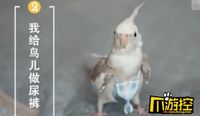 Mantan Perawat Jualan Popok Burung, Penghasilannya Rp 62 Juta Sebulan