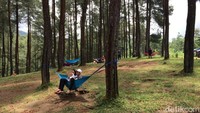  Anda bisa membawa bekal dari rumah atau memesan nasi liwet yang disediakan oleh pedagang di Hutan Pinus Darmacaang (Dadang Hermansyah/detikcom)