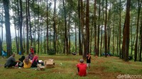 Pohon pinus yang rindang membuat teduh suasana, ditambah dengan udara yang sejuk yang menusuk sampai paru-paru (Dadang Hermansyah/detikcom)