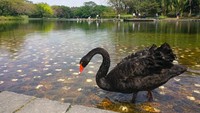 Bahkan, ada seekor angsa yang beraktivitas di dekat danau buatan tersebut. Istimewa/Rappler.