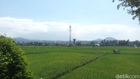 Tak hanya itu, di sisi timur JLA berdiri tegak Gunung Telomoyo seolah menjadi pagar yang mengitari Rawa Pening.
