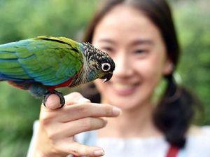 Kamis Pon 25 Agustus 2022: Harinya Penggemar Burung