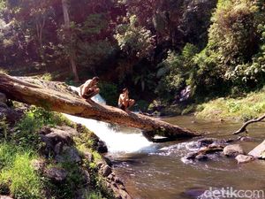 Segar, Ini Dua Wisata Curug di Bandung Barat yang Eksotis