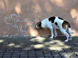 Cekrek! Foto-foto Kocak Hasil Jepretan pada Momen Tepat