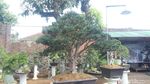 Foto: Tempat Wisata Untuk Kamu Penggemar Bonsai