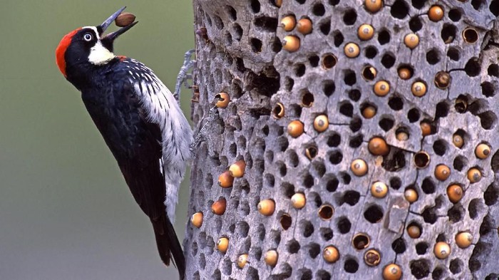 Foto: William Leaman / Alamy Foto: William Leaman / Alamy