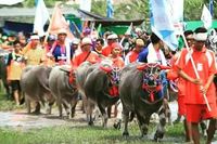 Mengenal Barapan Kebo Sumbawa, Serupa Karapan Sapi dan Pacu Jawi