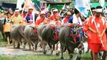 Potret Seru Barapan Kebo Sumbawa Usai Lebaran