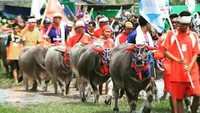 Peserta Barapan Kebo jumlahnya tak sedikit, sekitar 270-an. Penontonnya dari berbagai kecamatan bahkan dari luar kabupaten ramai berdatangan (Ari/istimewa)