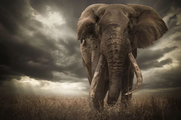 Foto: Dok. African Geographic Foto: Dok. African Geographic