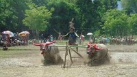 Atraksi budaya masyarakat Sumbawa di Nusa Tenggara Barat tak kalah seru dengan daerah lain. Barapan Kebo adalah salah satu contohnya (Ari/istimewa)