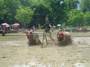 Mengenal Barapan Kebo, Tradisi Unik di Sumbawa