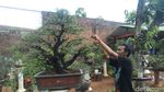 Foto: Tempat Wisata Untuk Kamu Penggemar Bonsai
