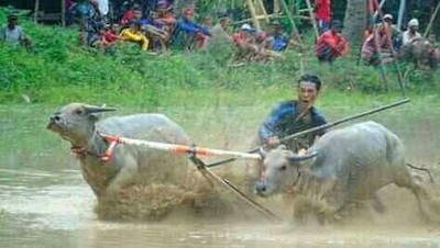 Potret Seru Barapan Kebo Sumbawa Usai Lebaran